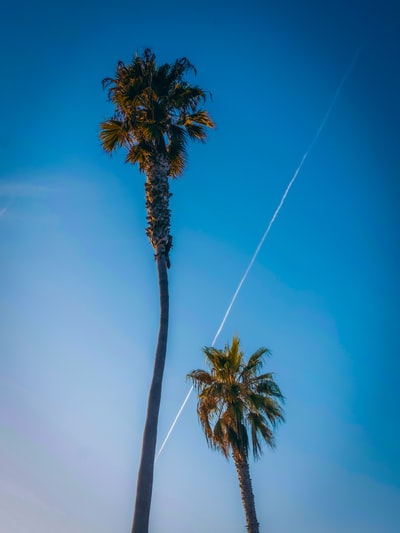 Green palm trees under the blue sky during the day
